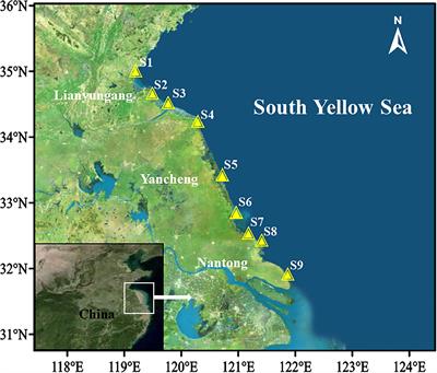 Microplastics in commercial clams from the intertidal zone of the South Yellow Sea, China